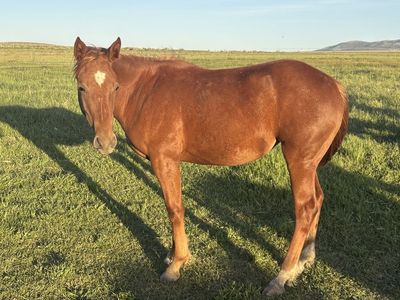 AQHA Yearling Filly