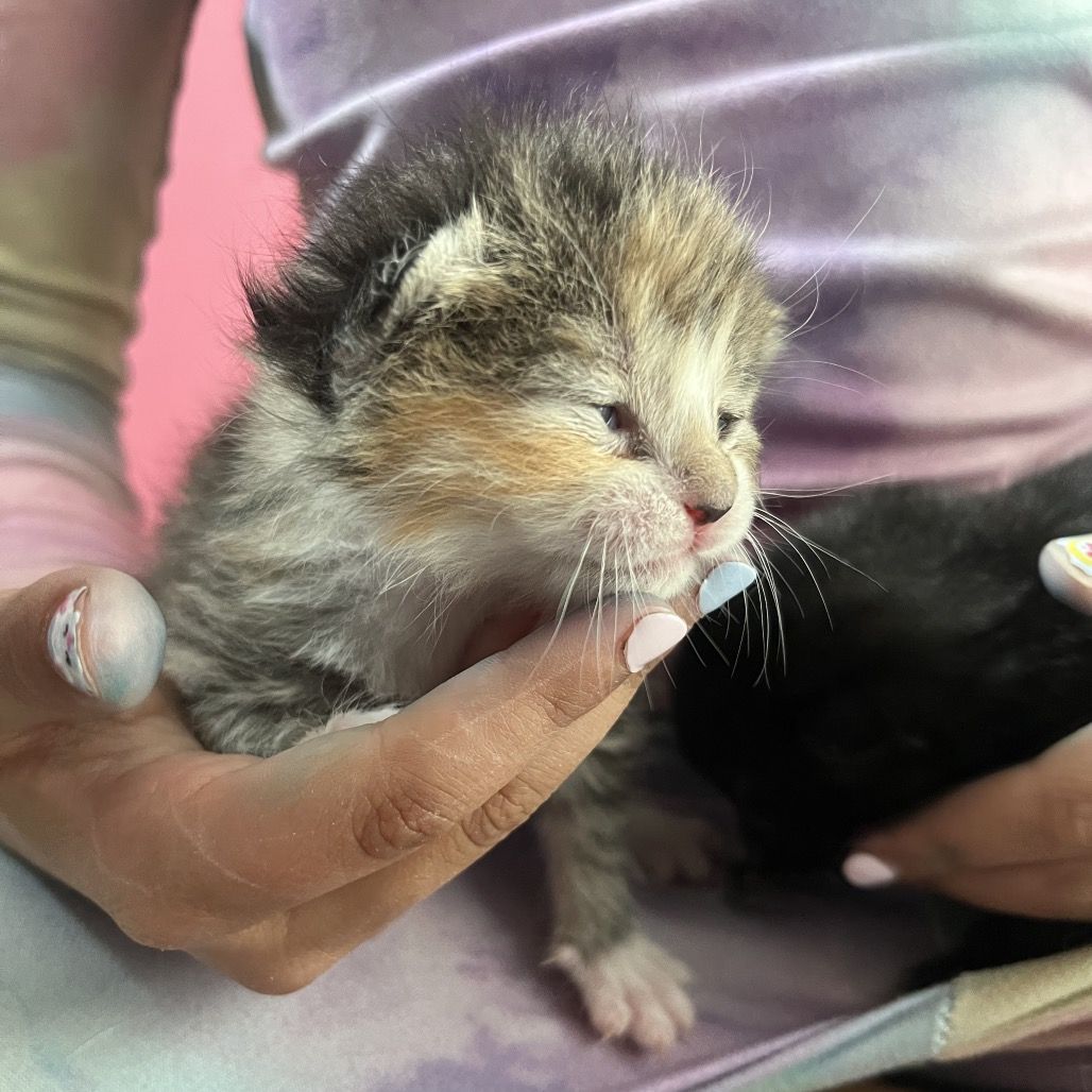 Hello my name is Schnapps