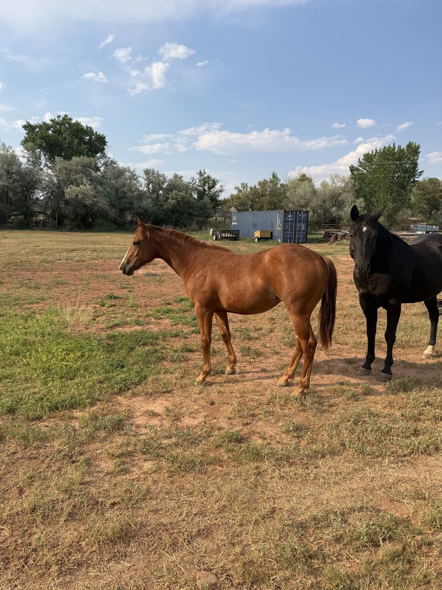 Long yearling