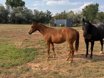 Long yearling