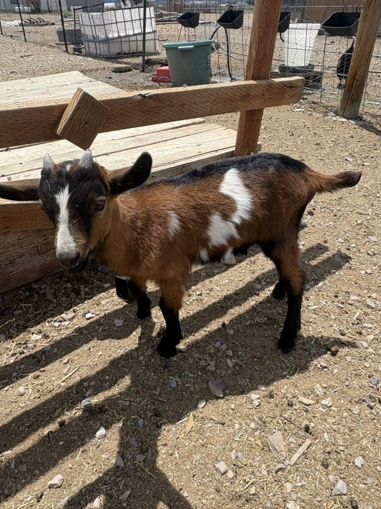 Oberhasli Alpine Buckling