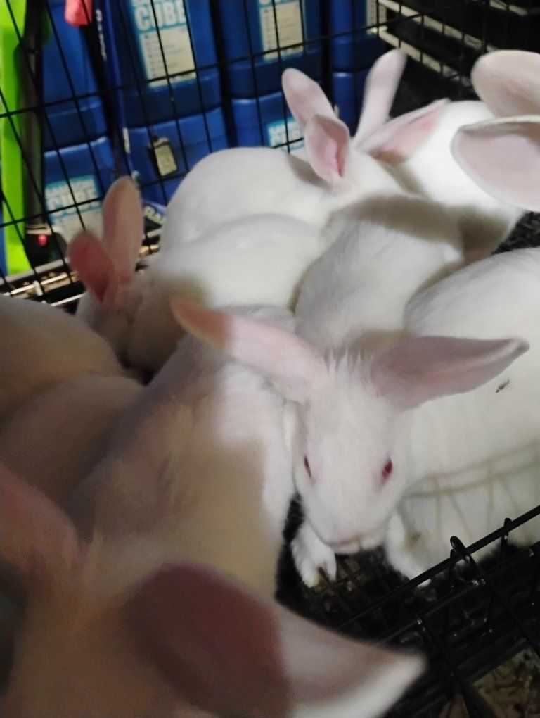 Purebred Pedigreed New Zealand White Bunny Rabbits