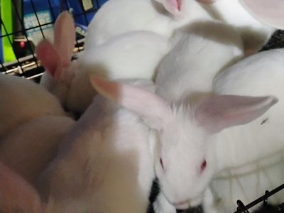 Purebred Pedigreed New Zealand White Bunny Rabbits