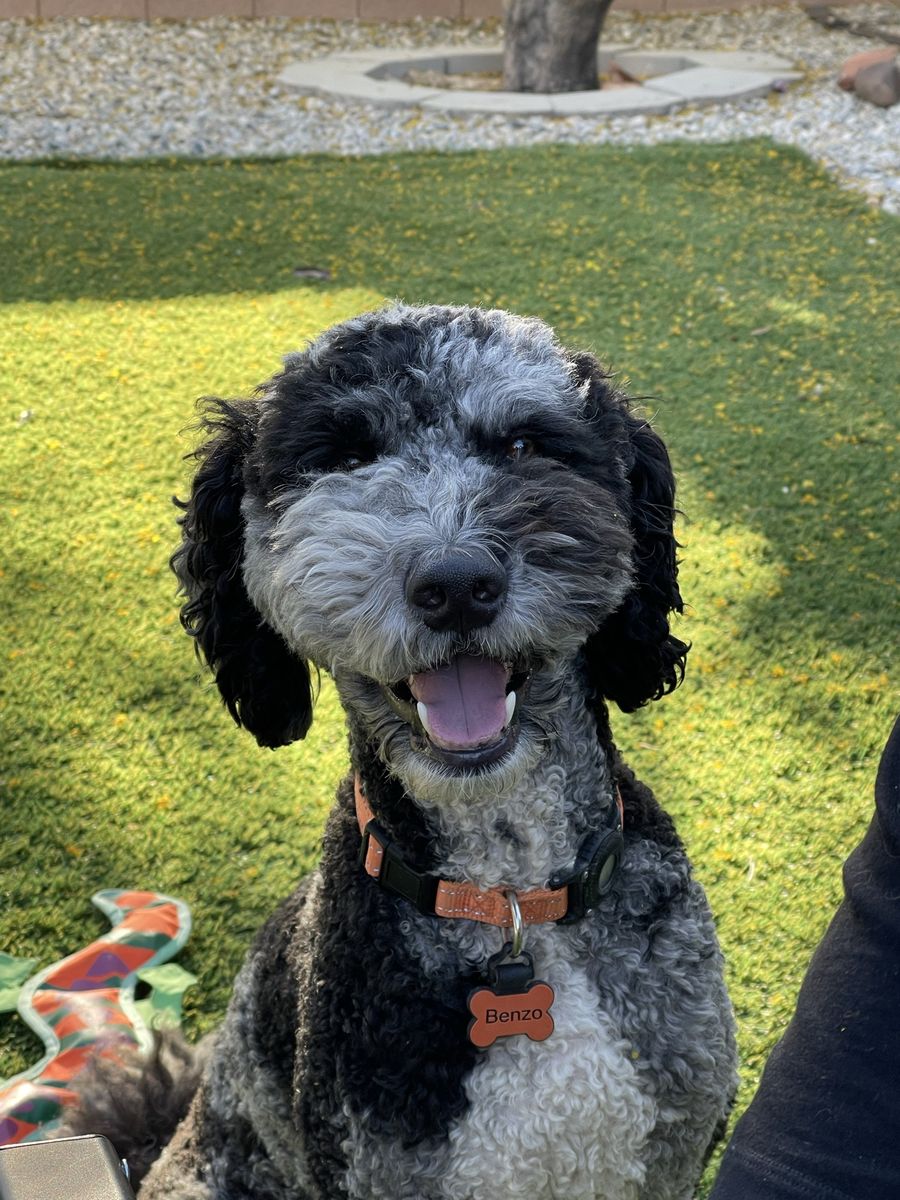 Male Goldendoodle