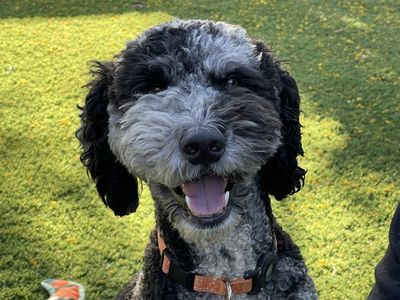 Male Goldendoodle