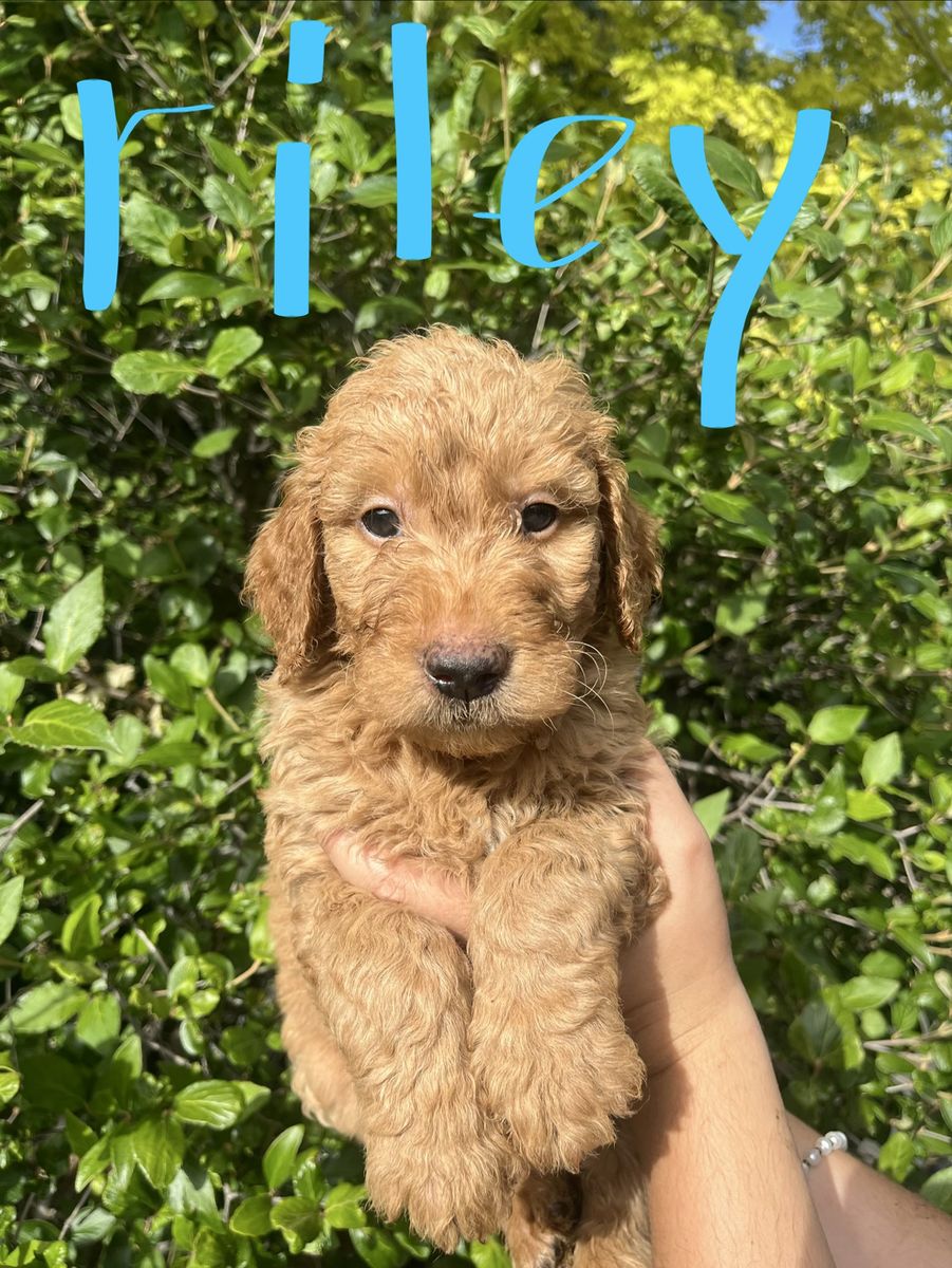 Nine Adorable Golden Doodle Retriever Puppies!  ready now!