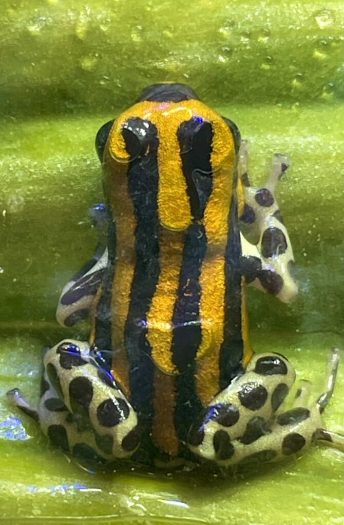 Ranitomeya Sirensis Rio Pachitea Yellow Dart Frogs