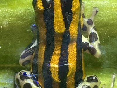 Ranitomeya Sirensis Rio Pachitea Yellow Dart Frogs