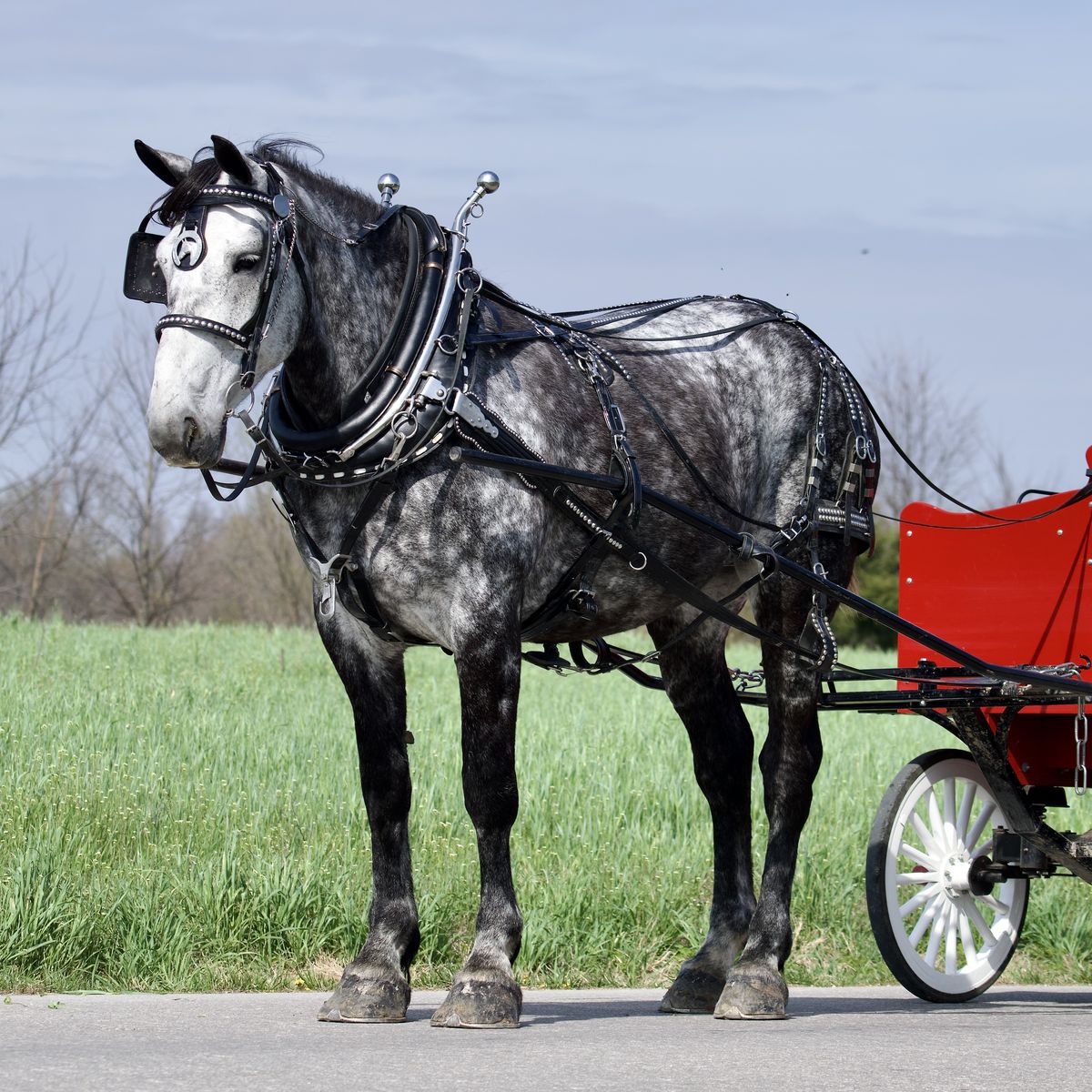Dapple grey Percheron Mare for Sale