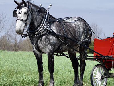 Dapple grey Percheron Mare for Sale