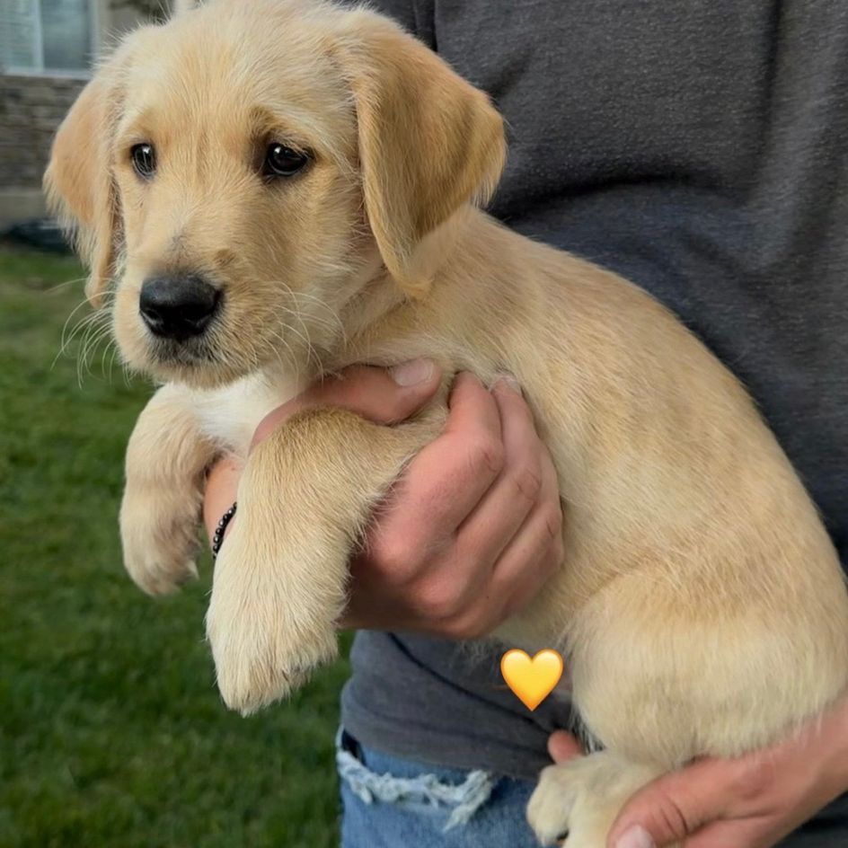 Lab Doodle mix puppies