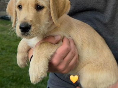 Lab Doodle mix puppies