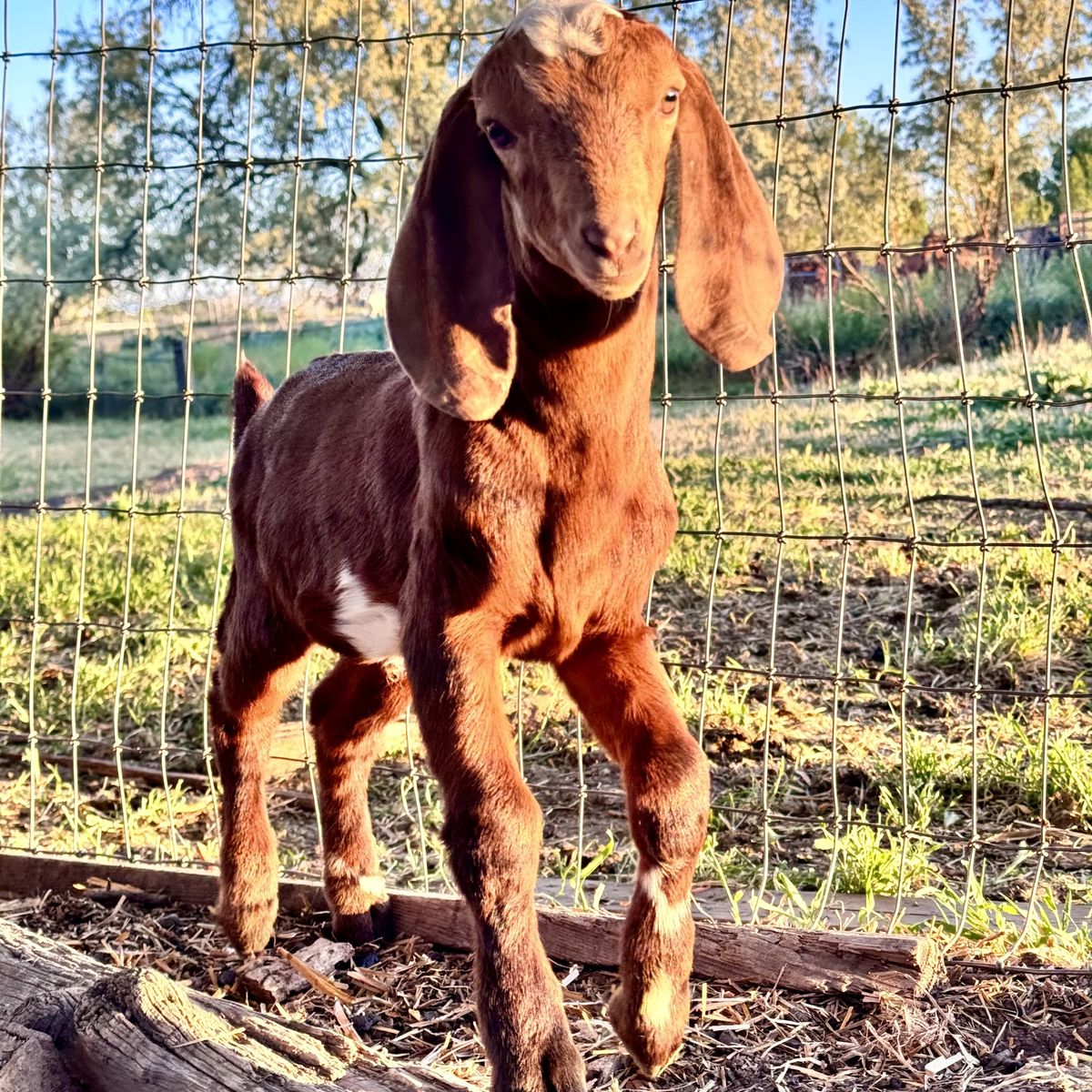 Full Nubian Buckling