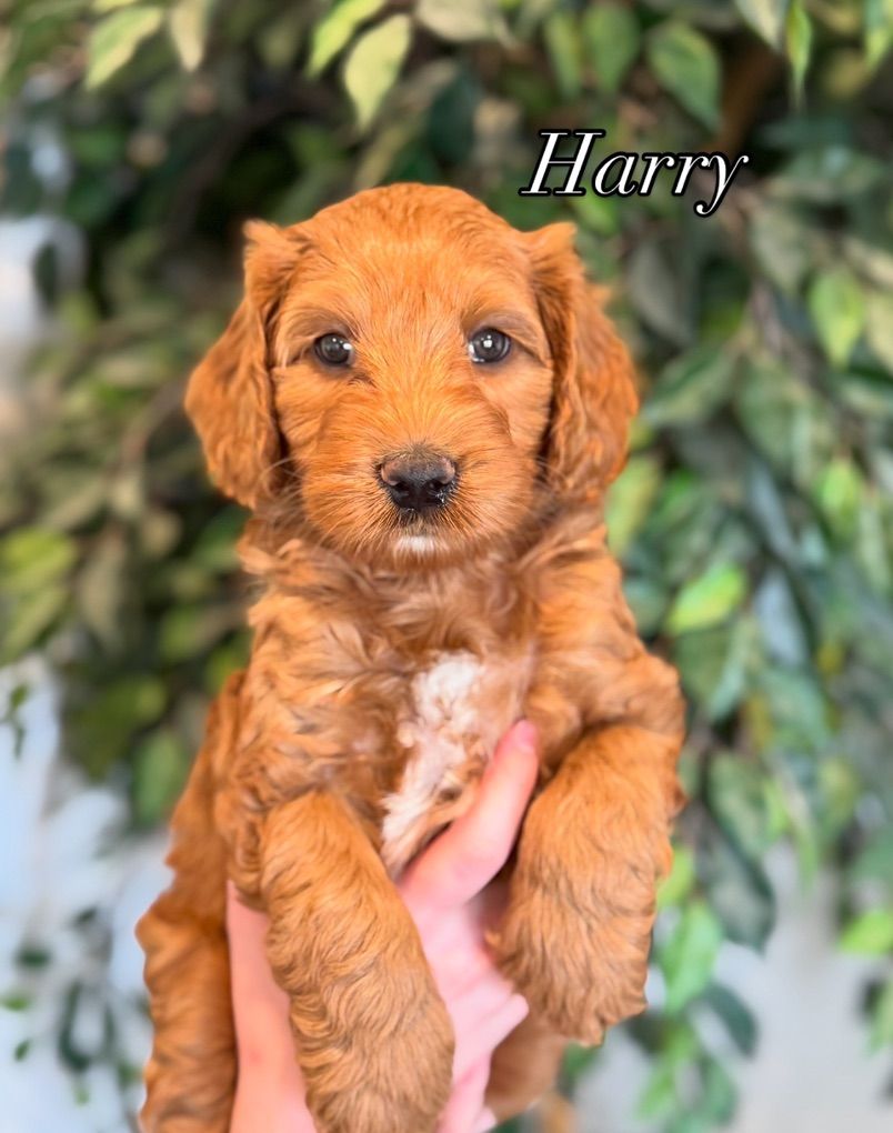 ADORABLE Australian Labradoodles