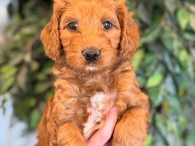 ADORABLE Australian Labradoodles