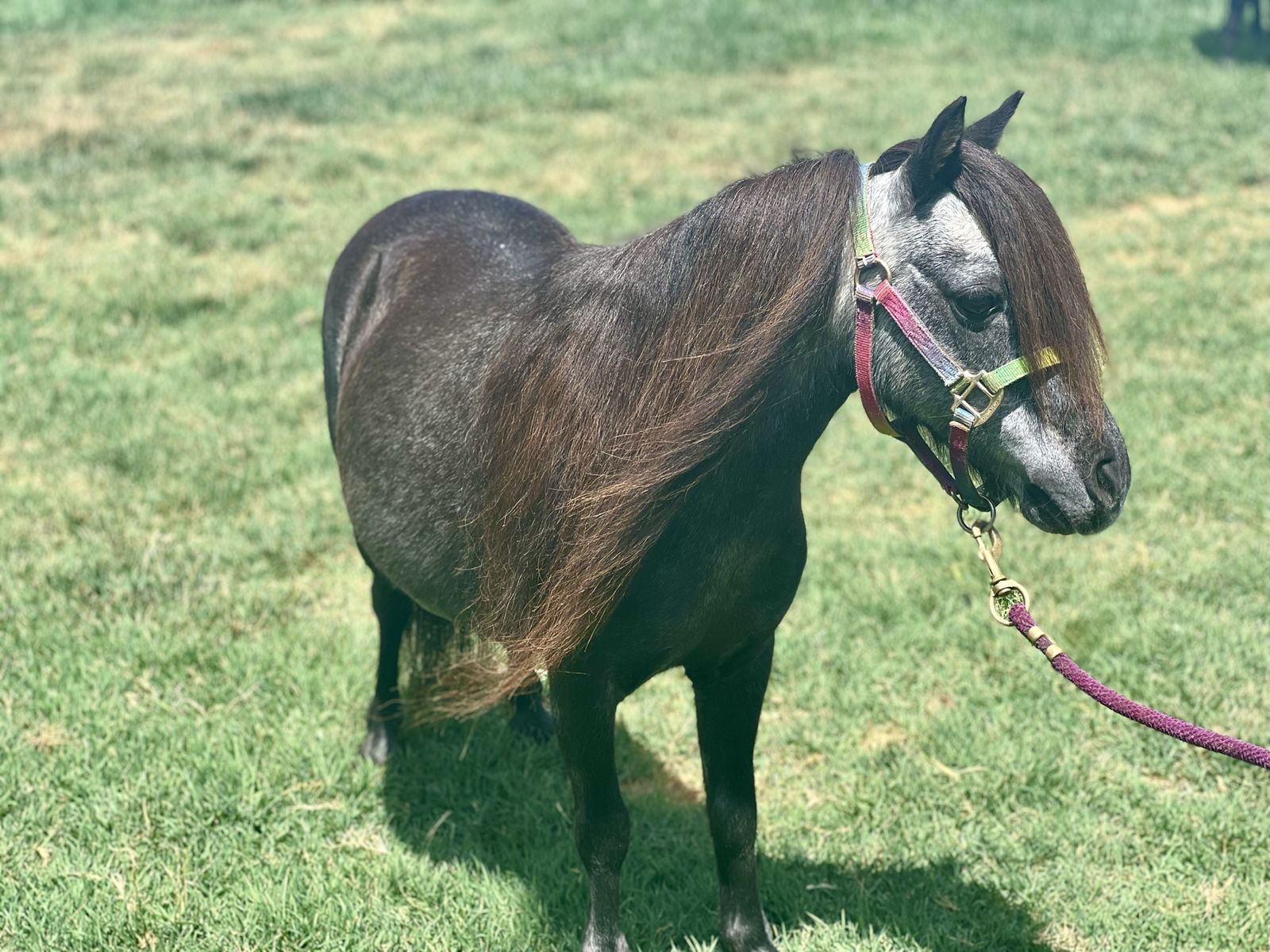 AMHA/AMHR bonded mini/miniature horse pair