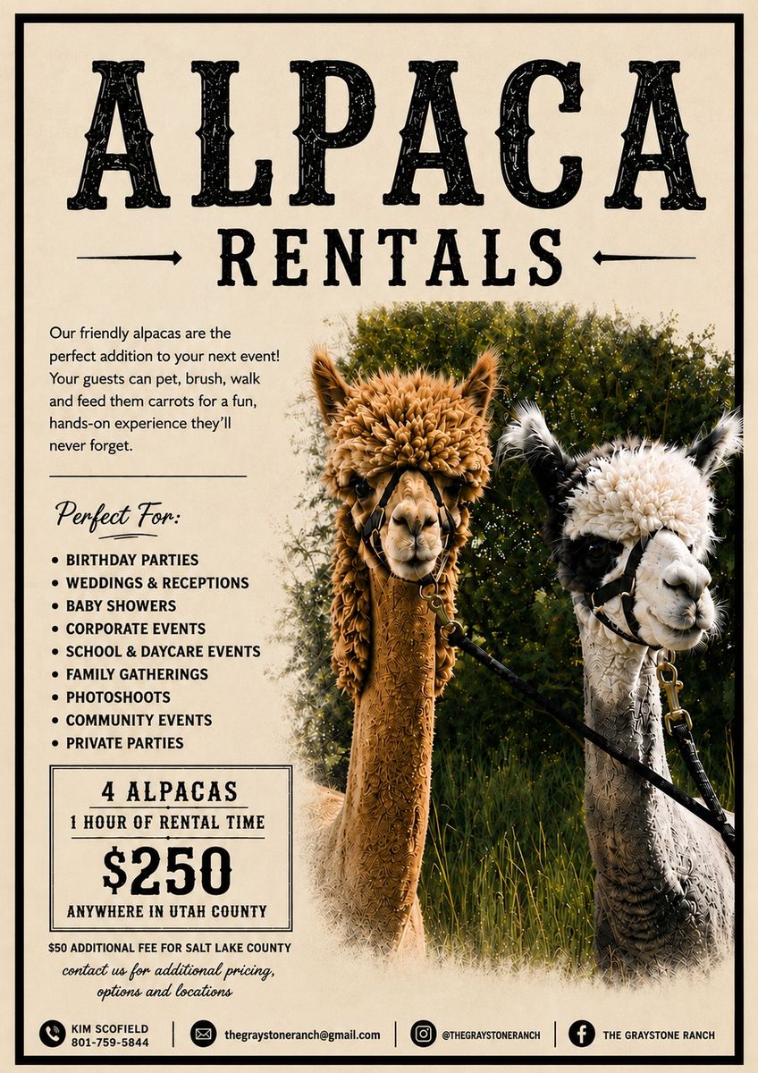 Alpaca Rentals - 4 Alpacas for Parties, Weddings, and Events