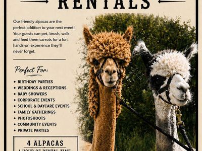 Alpaca Rentals - 4 Alpacas for Parties, Weddings, and Events