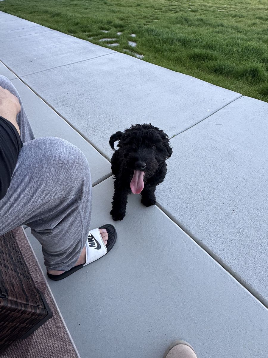 Golden Doodle Puppies
