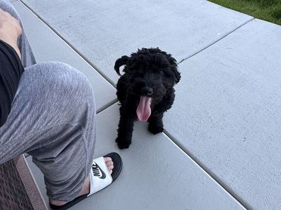 Golden Doodle Puppies