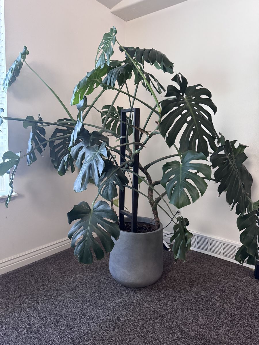 Monstera