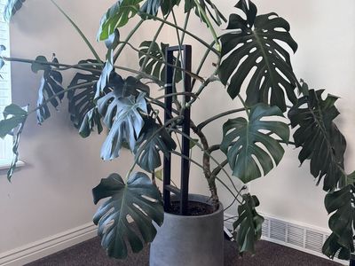 Monstera