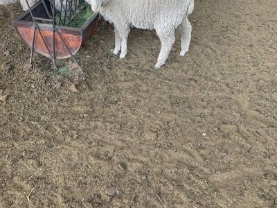 Lambs 9 available - South African Merino Lambs