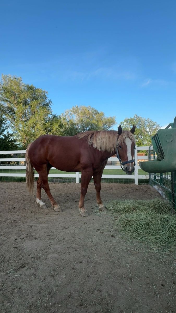 AQHA 2021 Gelding