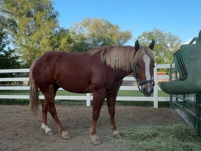 AQHA 2021 Gelding