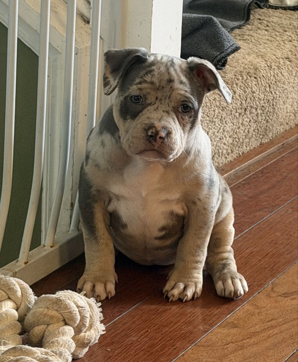 Pocket American Bully Puppies ABKC Blue Merle