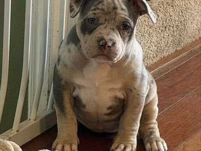 Pocket American Bully Puppies ABKC Blue Merle