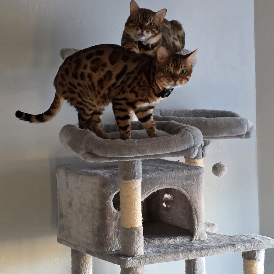Bengal cat brothers 1 yr old