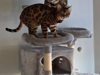 Bengal cat brothers 1 yr old