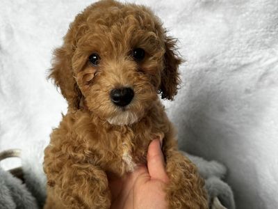 Mini Goldendoodles