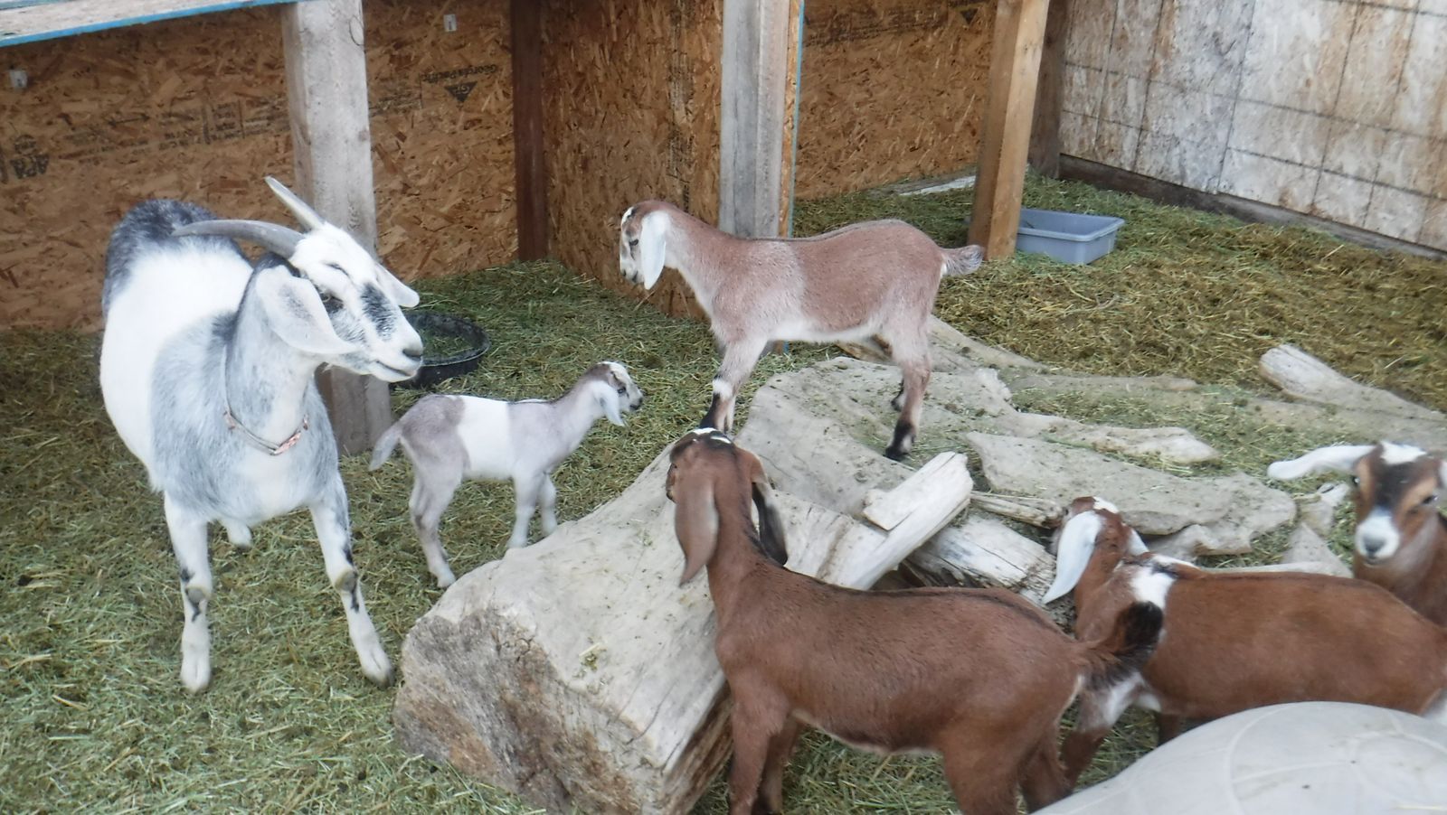 Nubian mix bottle baby goat doelng