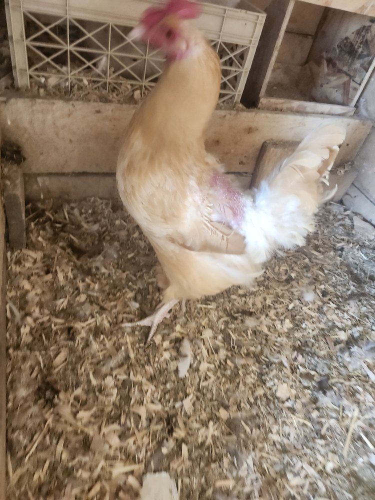 Chicken (Poultry) - Various Breeds and Colors