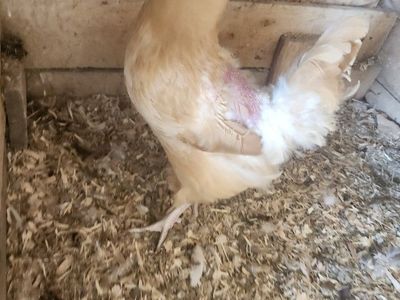 Chicken (Poultry) - Various Breeds and Colors