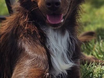Sweet Australian Shepherd For Sale