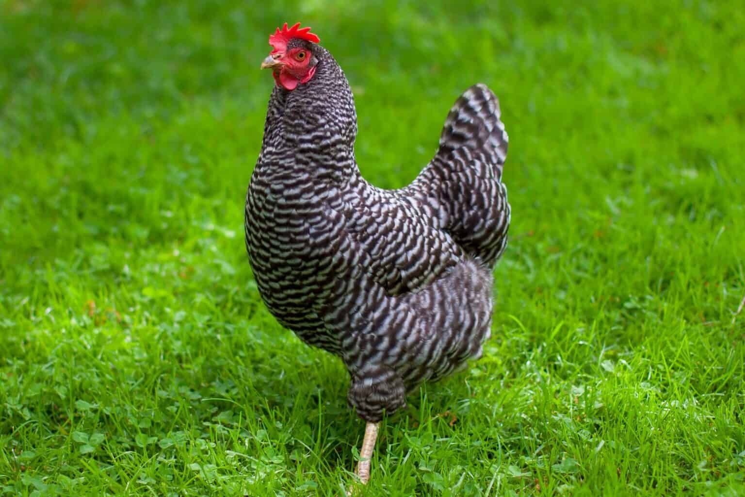 5 Month Old Laying Hens