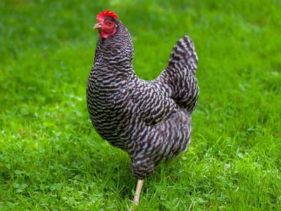 5 Month Old Laying Hens