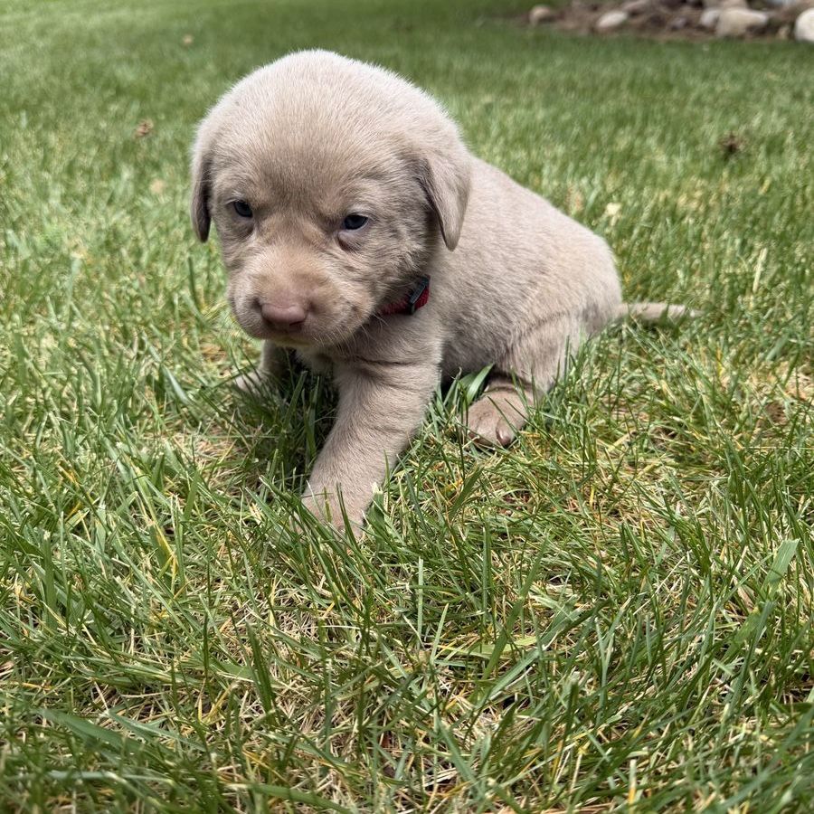 AKC REGISTERED SILVER LAB PUPPIES FOR SALE. Both parents are on site.