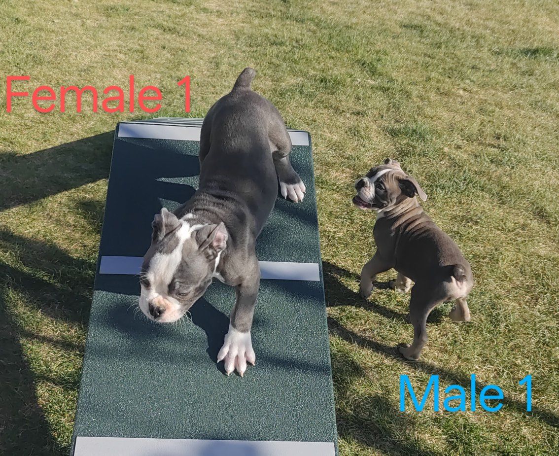 IOEBA registered Olde English Bulldogge