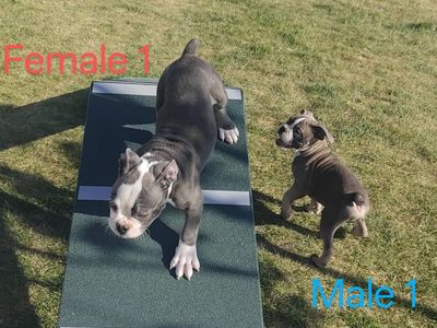 IOEBA registered Olde English Bulldogge