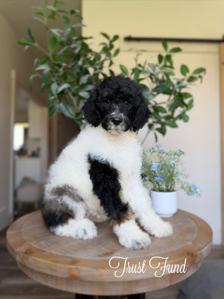 AKC Standard Poodle Puppies