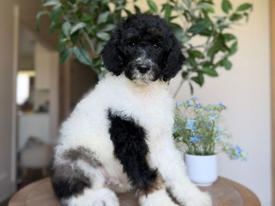 AKC Standard Poodle Puppies