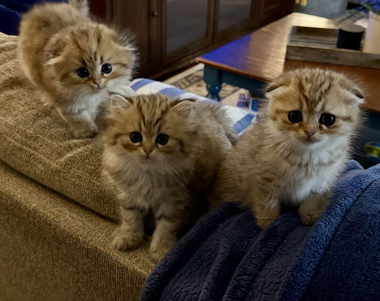 Scottish Fold & Straight Kittens - Dolly, Willie, and Waylan