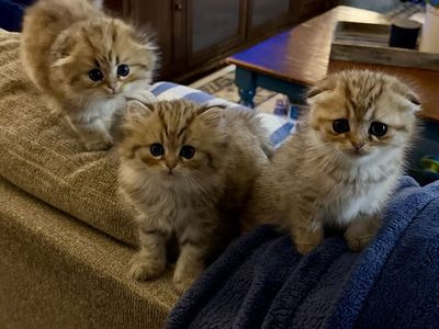 Scottish Fold & Straight Kittens - Dolly, Willie, and Waylan