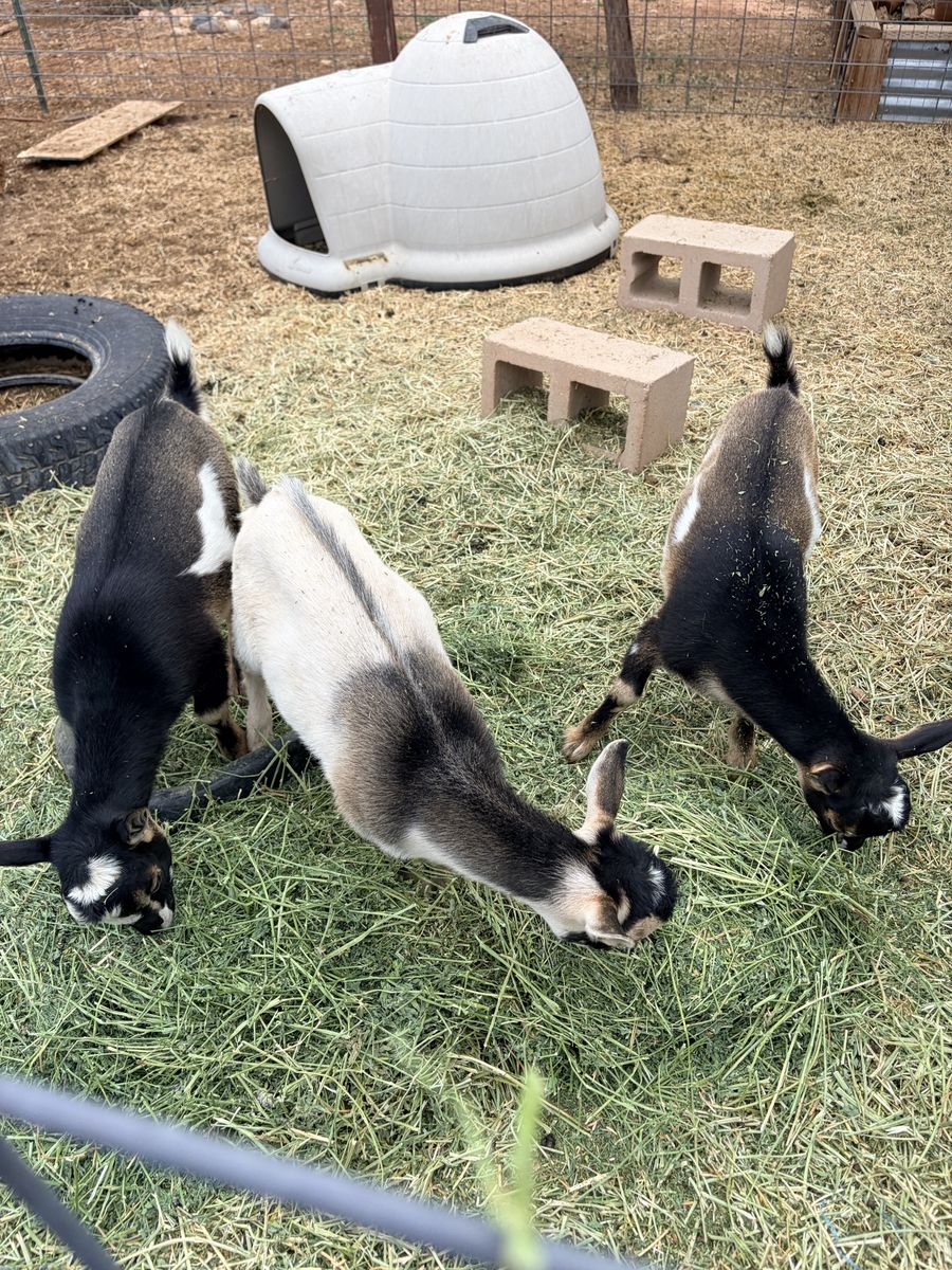 Dwarf Nubian Bucklings
