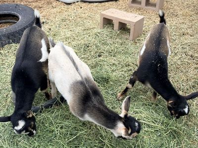 Dwarf Nubian Bucklings