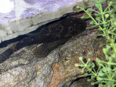 Bristlenose Pleco